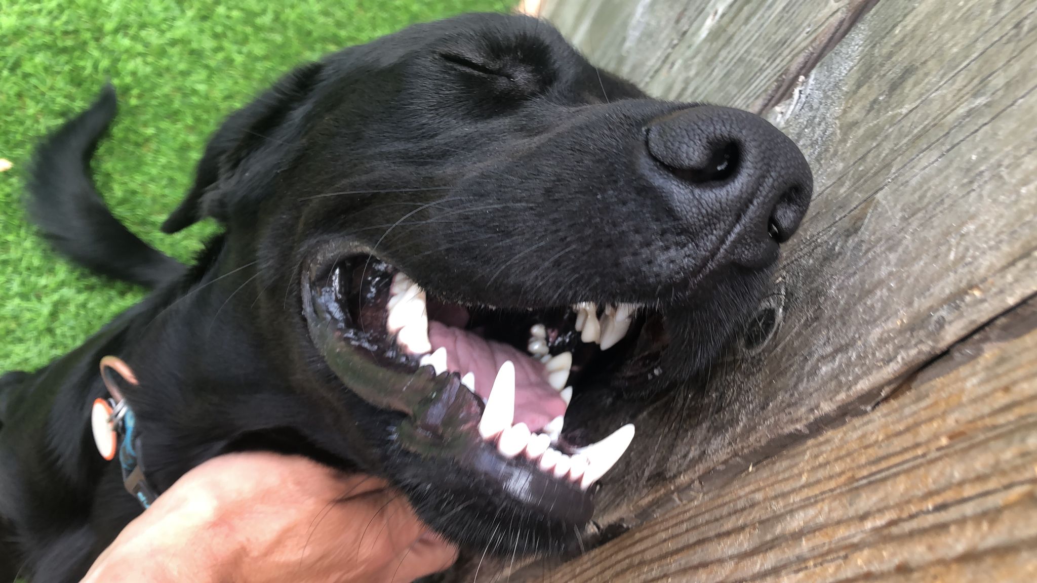 Large happy black dog