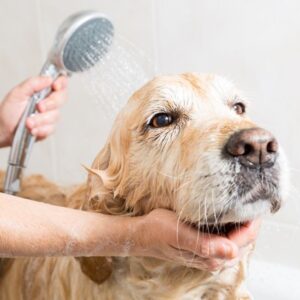 Grooming a dog.